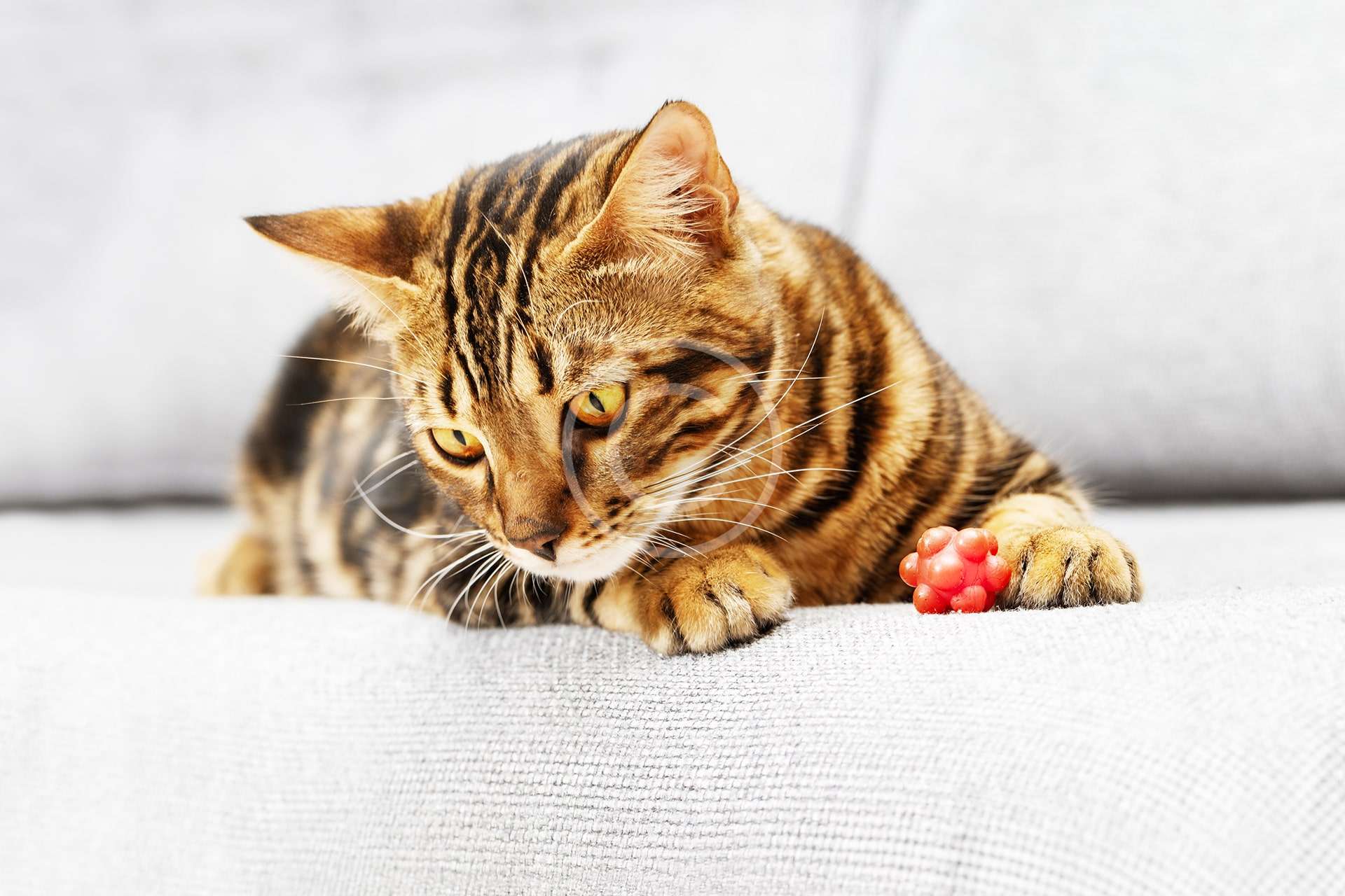 Cat Toys