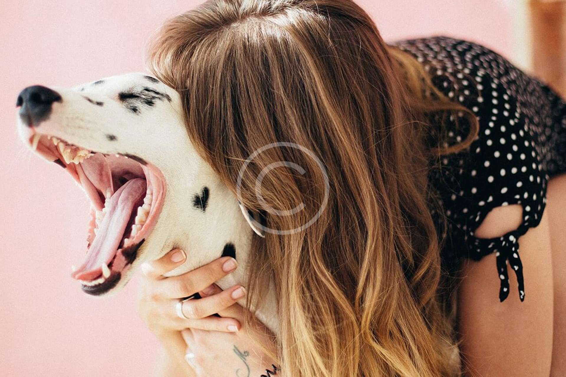 Dog Collar