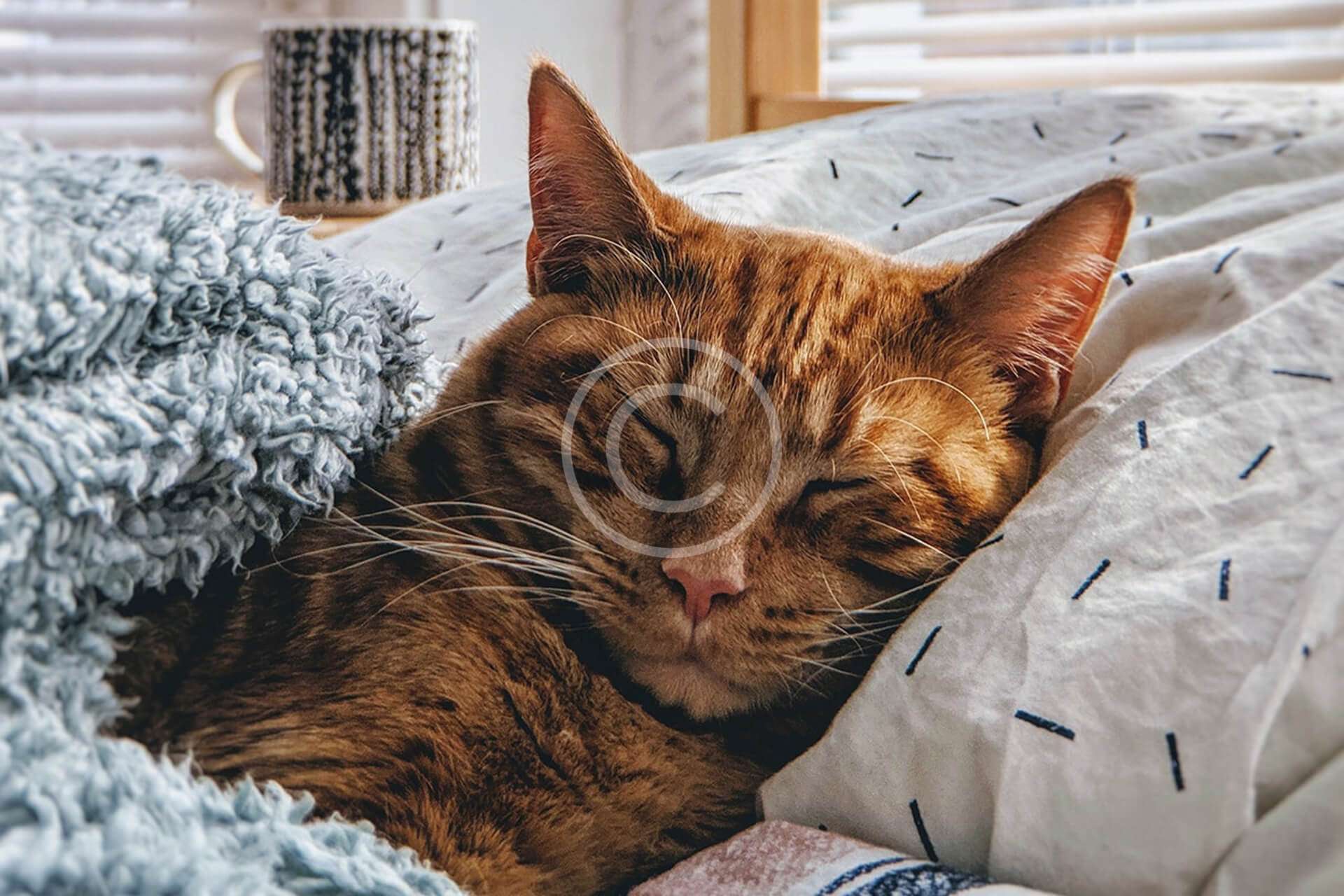 Printed Cat Bed